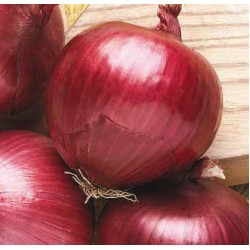 Лук Саутпорт Ред Глоуб / Southport Red Globe sel. Padana /